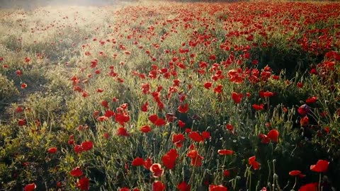 Beautiful Flowers valley red flowers nature view forest scene relaxing music video