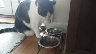 Gato único bebe agua del modo más peculiar posible