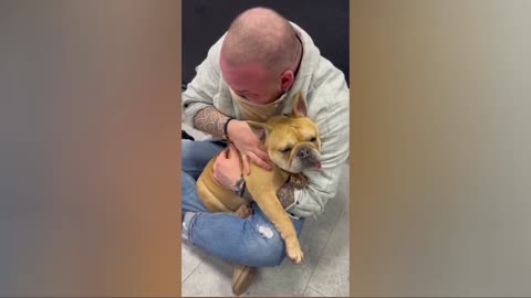 animal chiropractic adjustments