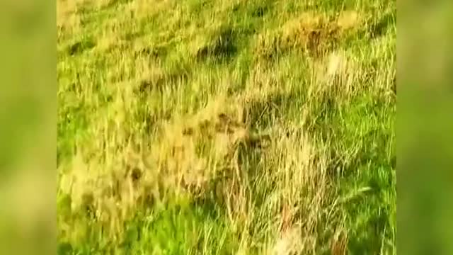 Sheepdogs on the run
