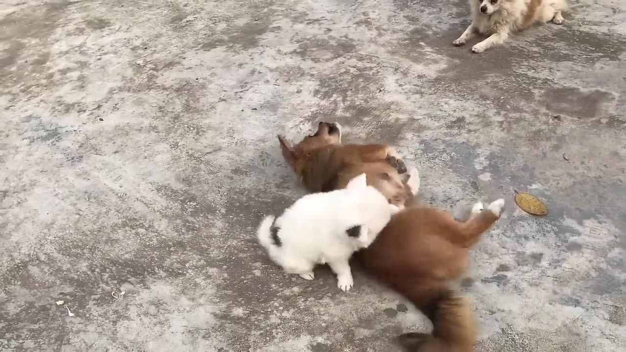 Cute puppy