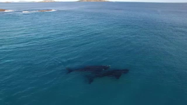 Paddle Boarding with Whales In Esperance Australia
