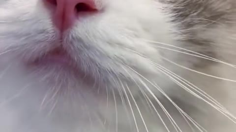 catsoftiktok cute