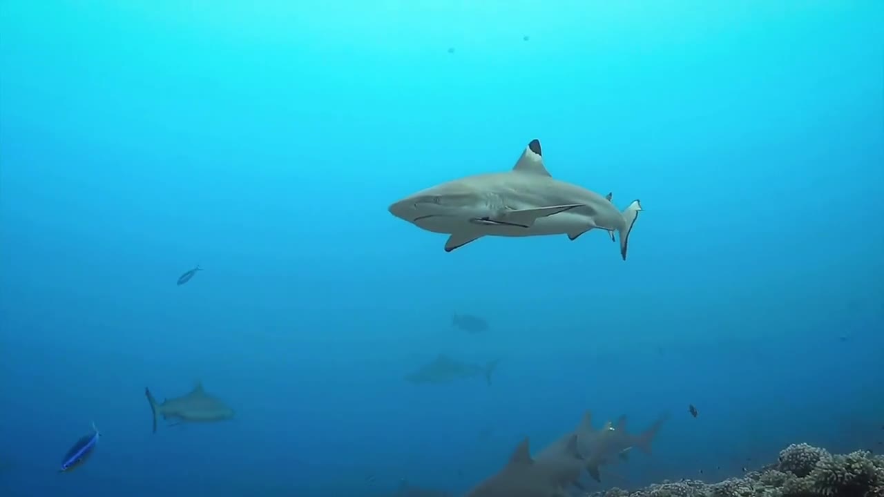 Do you feel the oppression of sharks?