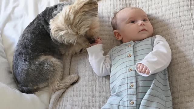 Dog Sitting Beside a Baby, cute baby