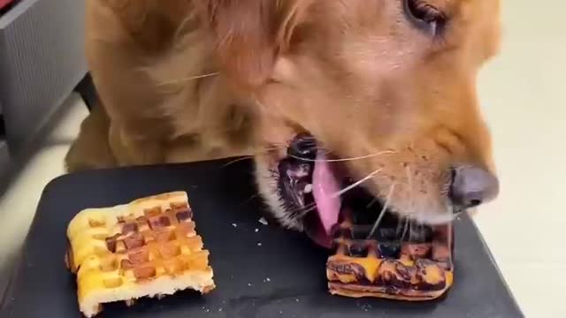 There are thousands of ways for dogs to play 😆