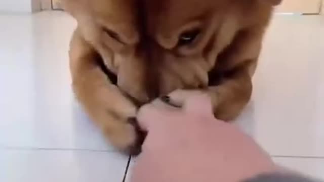 funny smart dog