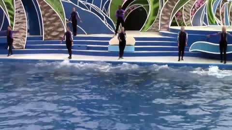 Dolphin show |dolphin jump
