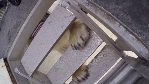 Polar Bear Encounter