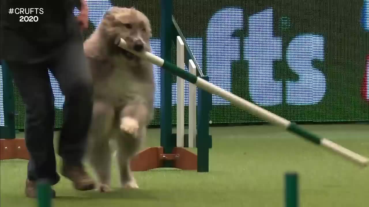 Hilarious Rescue dog Kratu steals the show (and a pole)!