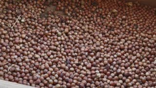 Hazelnut harvesting