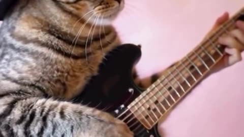 cat guitar