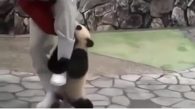 The cute panda