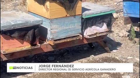 RESPUESTA ANTE MUERTE DE ABEJAS