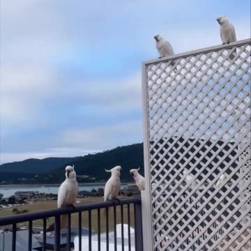 "The Altruistic Avian: Feeding One Bird and the Unexpected Formation of Feathered Friendships"