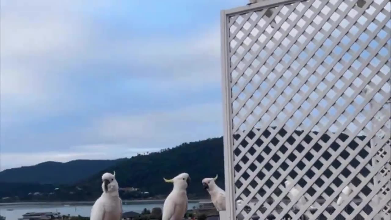 "The Altruistic Avian: Feeding One Bird and the Unexpected Formation of Feathered Friendships"