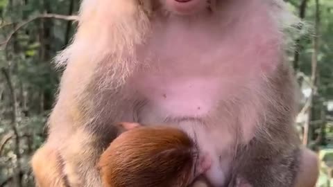 The friendly smile of the mother monkey