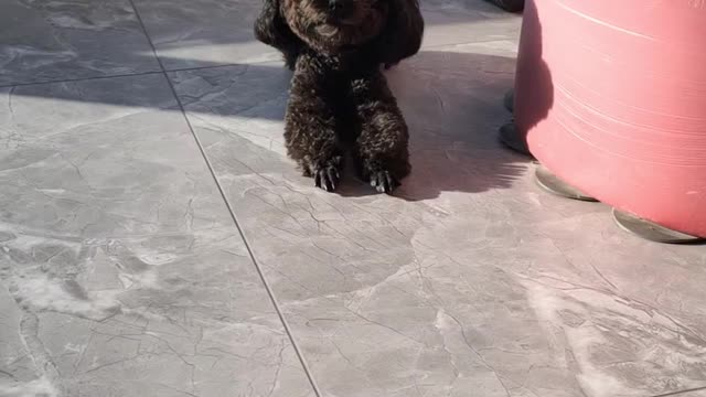 puppy