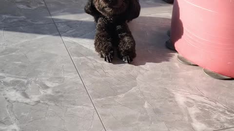 puppy