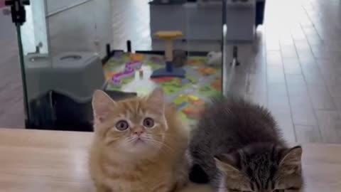 funny cat family dance enjoy