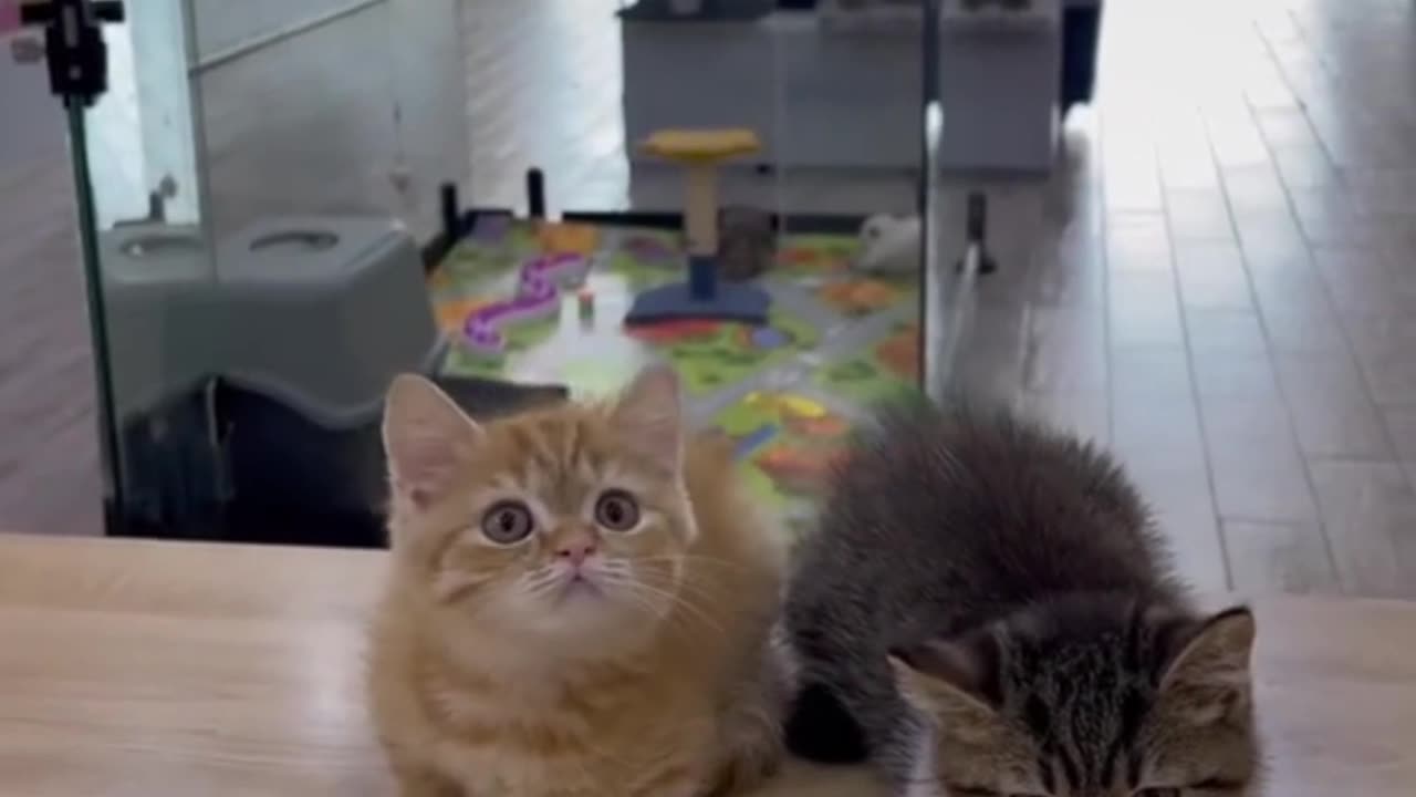 funny cat family dance enjoy