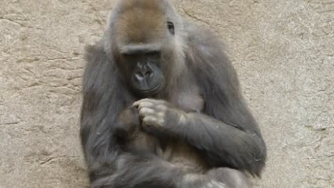Baby gorilla and mum's emotional