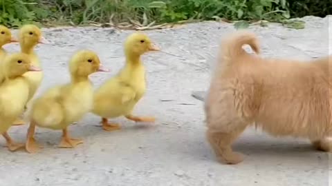 Little Yellow Duck and Dog