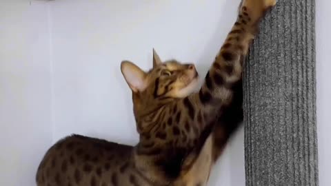 Cardboard Tube Scratching Post for a Cat