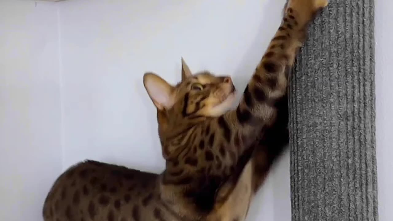Cardboard Tube Scratching Post for a Cat