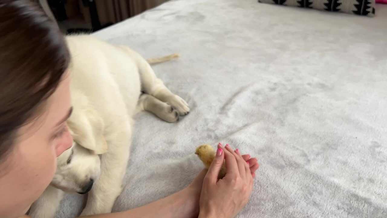 Tiny Puppy Reacts to Baby Chick [Cuteness Overload]