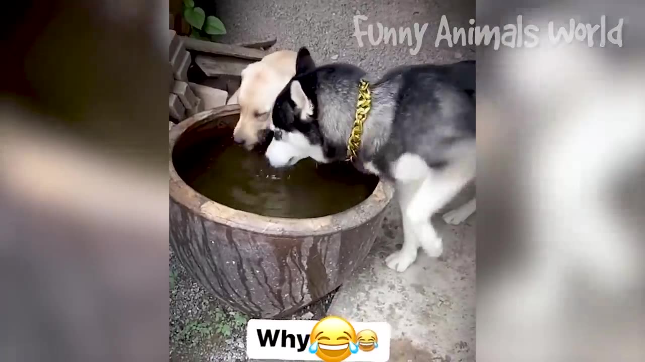 Funny Animal Videos 2023: Top Funny Animal Videos #12 - Funniest Cats And Dogs Videos