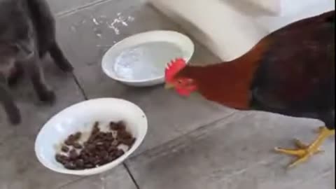 Hen fight vs cat