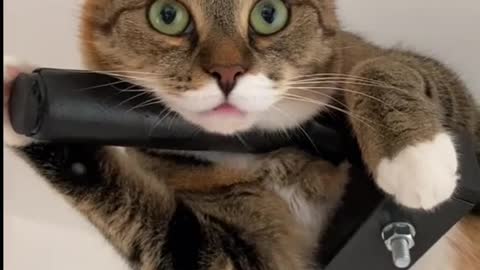 #cat #кошка #catsoftiktok