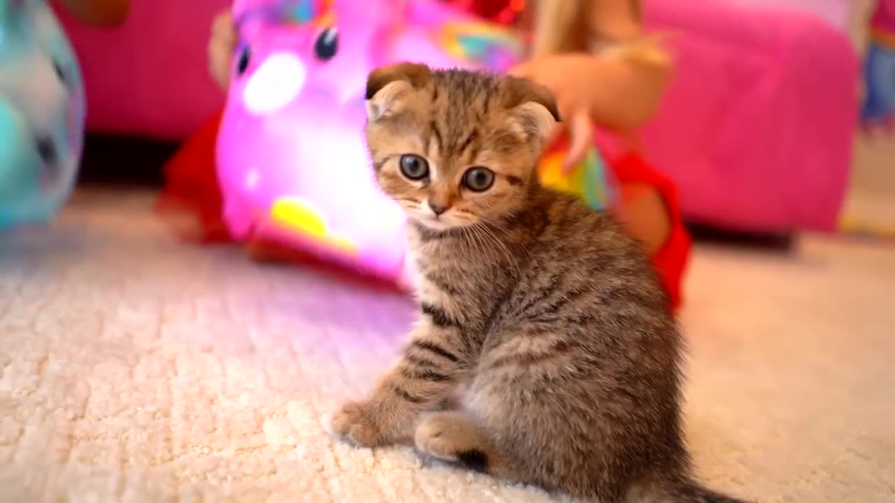 Diana and Roma with cat | Funny Entertainment Video