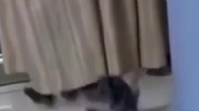 Cutest Cat Play Video