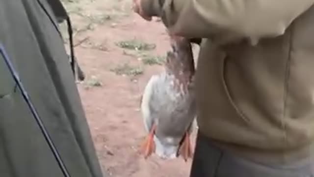 Fisherman Catches Duck