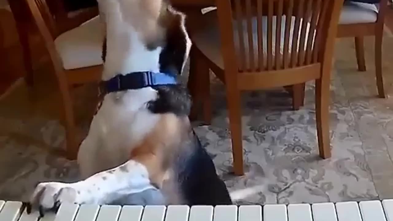 Dog Playing Pianos