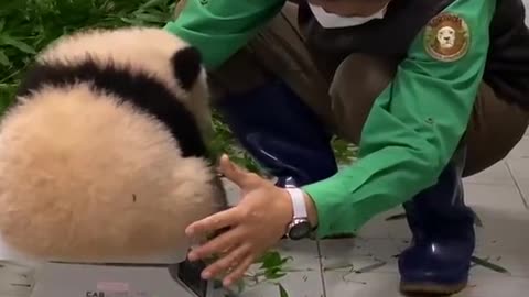 하부지랑 같이 놀고 싶었던 찰거머리 아기판다 - 에버랜드 판다월드 푸바오 (Baby Panda 'FuBao')