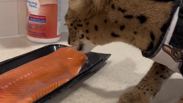 A big cat that protects its food