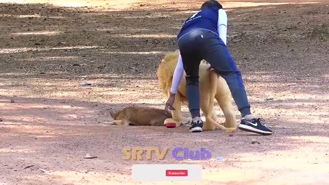 Best Prank Collection Top 15 - Fake Lion Prank Real Dog Super Funny - Try Not To Laugh Challenge