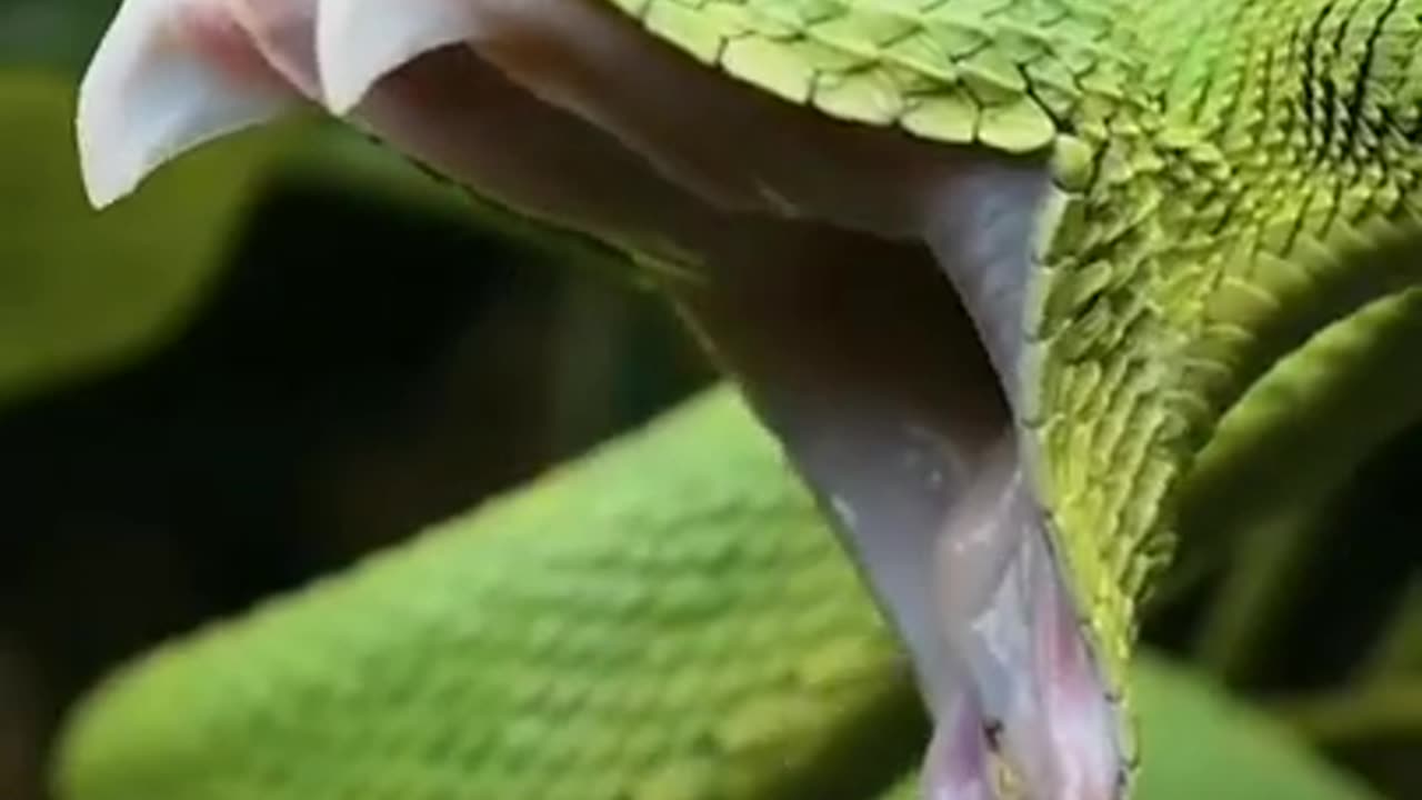 Snake 🐍🐍 Video - Green - #short #snake #youtube