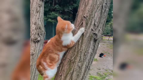 A beautiful cat play
