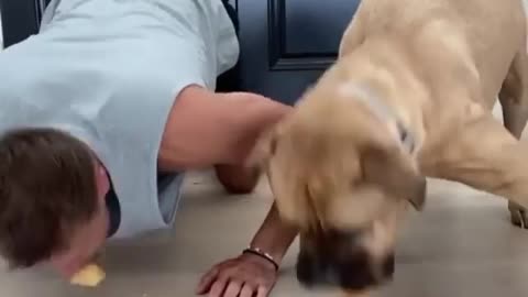 Dog eating donuts with his friend