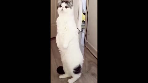 Funny and Darling Cat Standing on Its Hind Legs #shorts