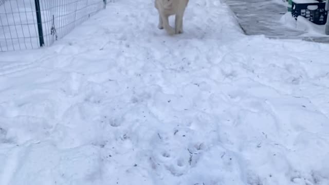 Golden retriever snow day