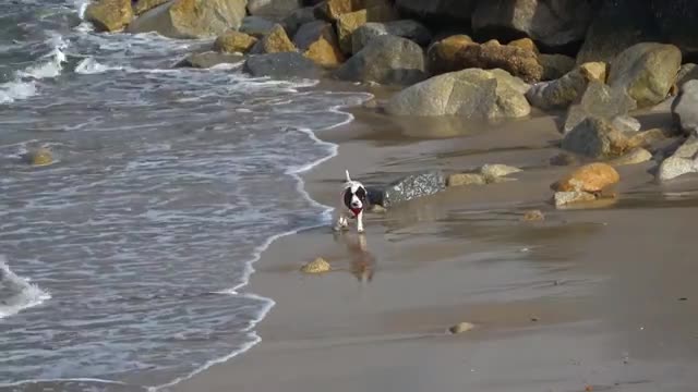 PUPPY PARTY (Cachorros ) DOG