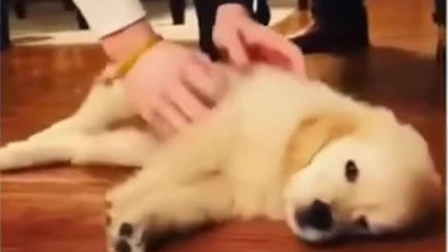 Top Funny & Cute dog video, try not to