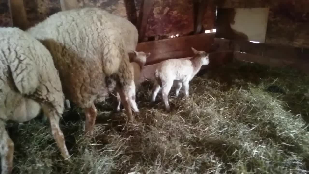 Spring twin lambs