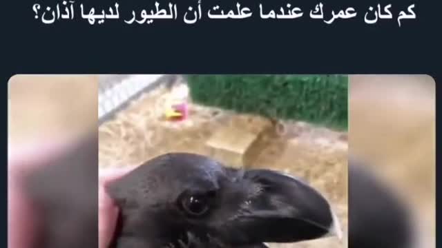 How old were you when you learned that birds have ears ??