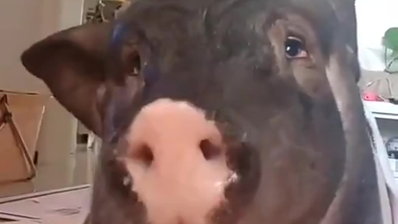 A Piggy That Eats All the Time(Funny)